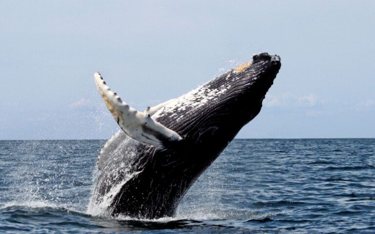 Hvalur_ballenas_islandia_1_23062026-2
