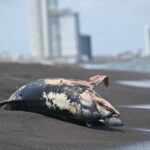 Oceana_Golfo_De_Mexico_3_08062026