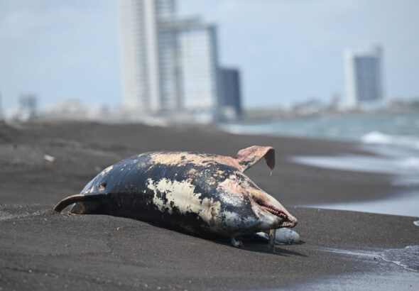 Oceana_Golfo_De_Mexico_3_08062026