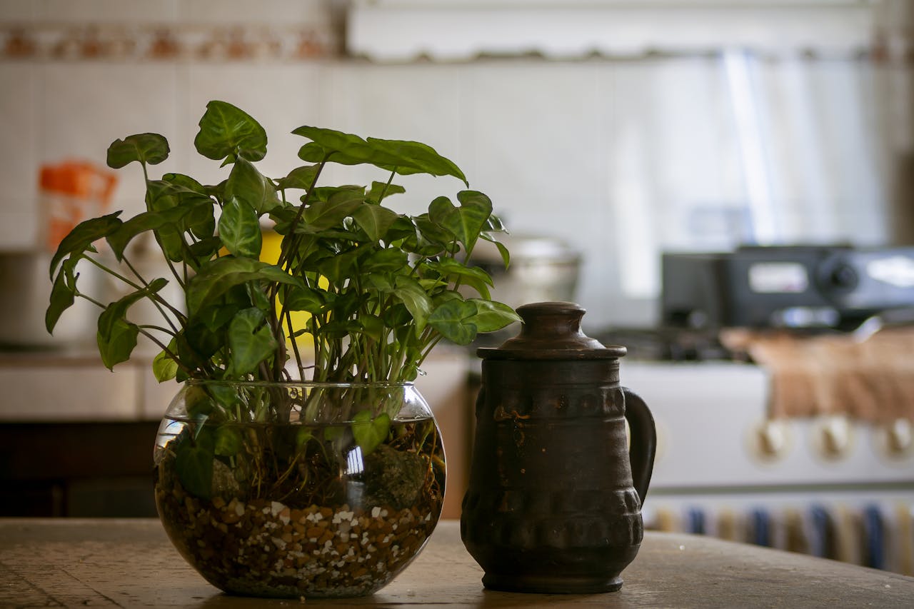 planta