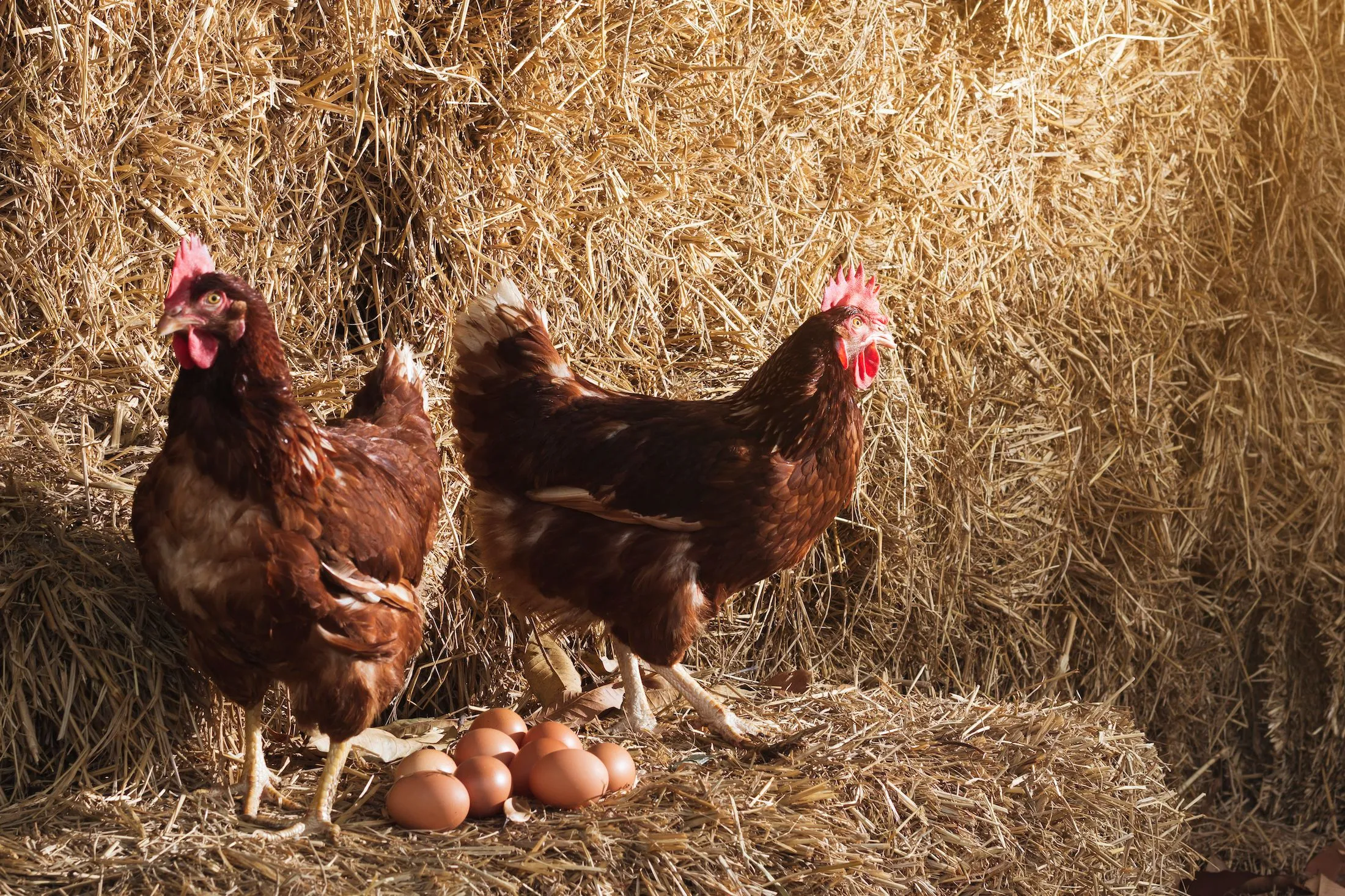 ¿Huevos camperos o de jaula? Estudio revela el dilema entre bienestar animal y cuidado del medio ambiente