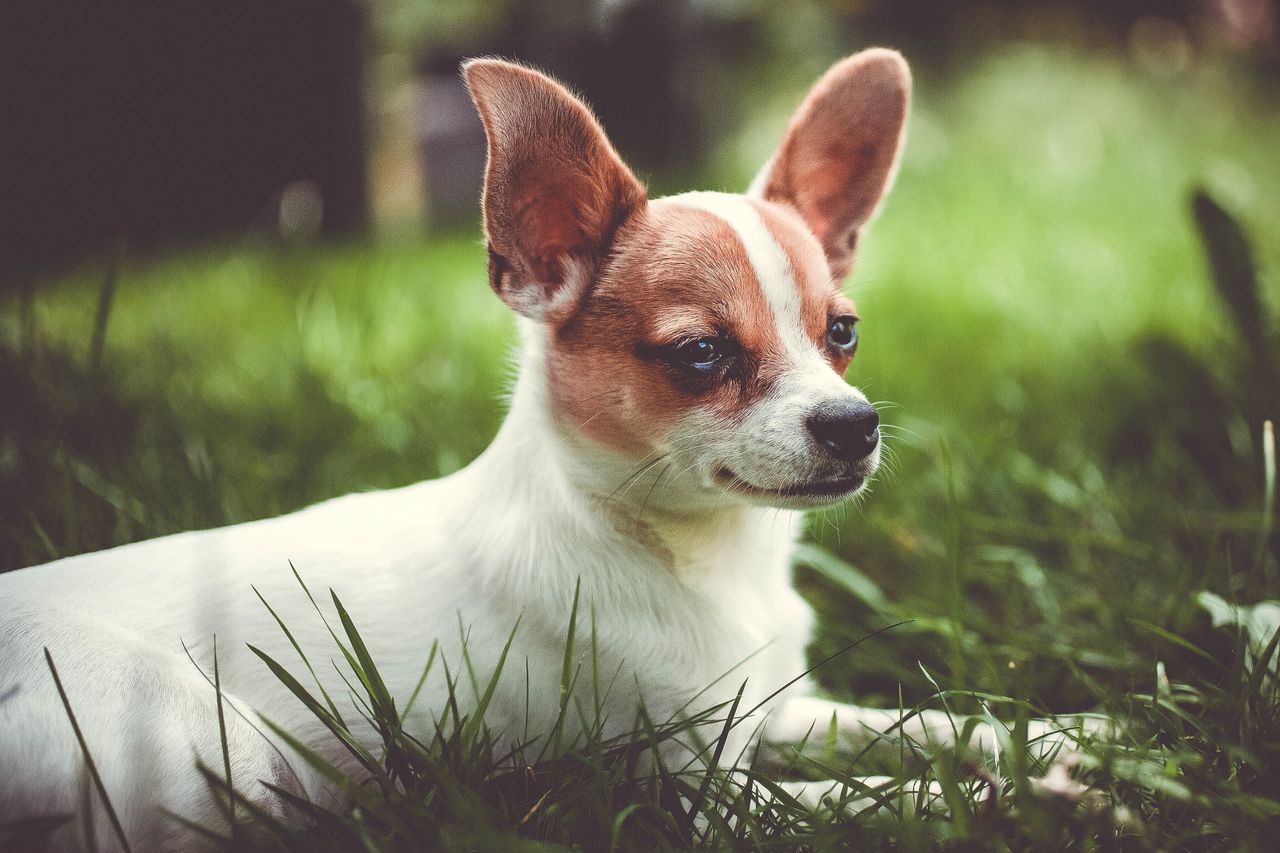 ¿Los perros de raza se enferman más? Un estudio con más de 27 mil canes revela la respuesta