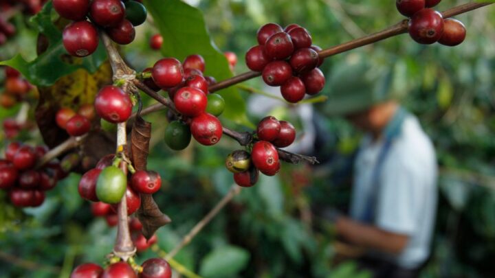 México pone el café en la mira de Estados Unidos: exportaciones y mercado interno abren nuevas oportunidades