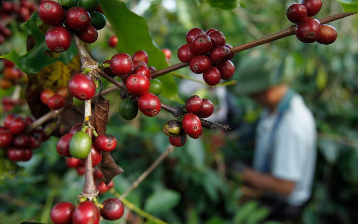 México pone el café en la mira de Estados Unidos: exportaciones y mercado interno abren nuevas oportunidades