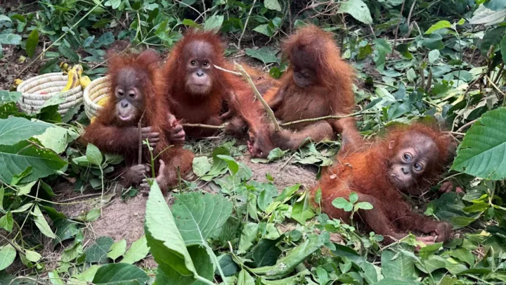 Cinco crías de orangután aparecen en un bosque de India, a miles de kilómetros de su hábitat