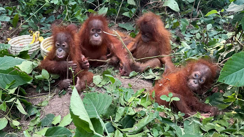 Cinco crías de orangután aparecen en un bosque de India, a miles de kilómetros de su hábitat
