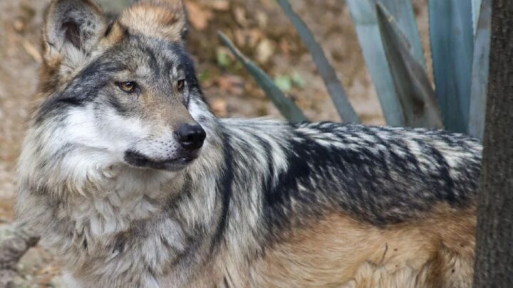 Trump pone en la mira al lobo mexicano y busca eliminar su protección en EU