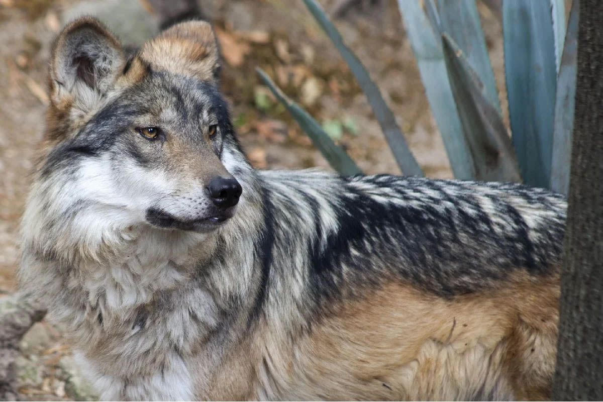 Trump pone en la mira al lobo mexicano y busca eliminar su protección en EU