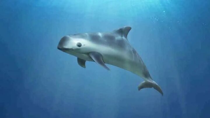 México reduce 86% zona de protección de la vaquita marina