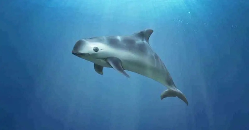México reduce 86% zona de protección de la vaquita marina