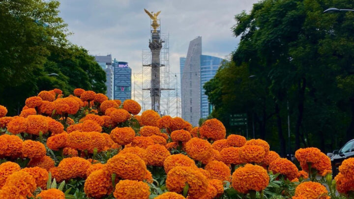 Cempasúchil de Xochimilco y Tláhuac: producción alcanza casi 10 millones de plantas