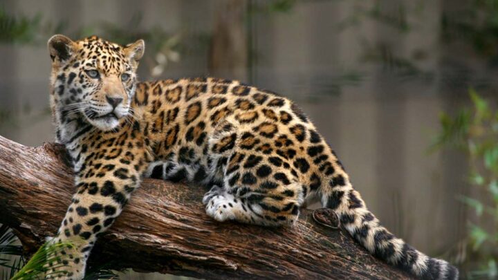 La vida silvestre pierde 73% de sus poblaciones en el mundo y América Latina enfrenta un desplome de 95%
